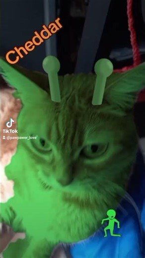 #Cheddar es un #alien por si alguien no sabía 👽😝