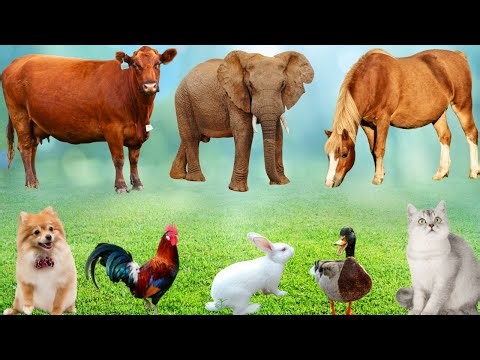Farm Animal Care: Horse, Cat, Dog, Duck, Cow, Sheep, Rabbit, Pig-Cute Animals