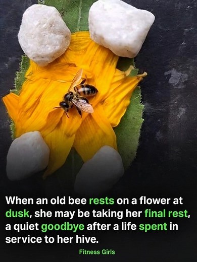 25K views · 57 reactions |  A Bee’s Last Gift As a bee nears the...