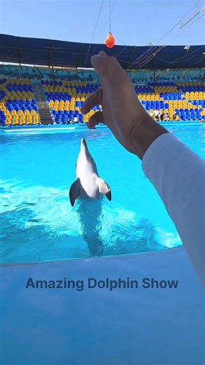 Dolphin Hand Suit funny moments 🐬 Amazing Dolphin Show Moment #dolphin #shorts