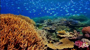 18 reactions | “Octopus: Blue Planet II 4D Experience” is now playing...