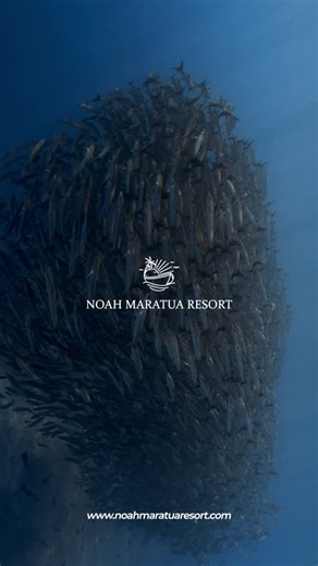 Noah Maratua | Resort and PADI Dive Center on Instagram: "Baracuda tornado in action nature’s underwater masterpiece swirling before your eyes 🌊✨ #BaracudaTornado #MaratuaIsland #UnderwaterWorld #DiveIndonesia #ScubaLife #OceanMagic #MarineLife"