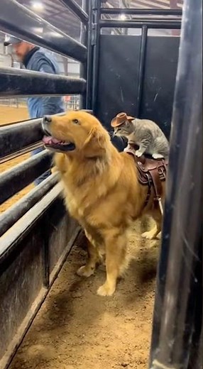 Rodeo Cat - Rides Golden Retriever