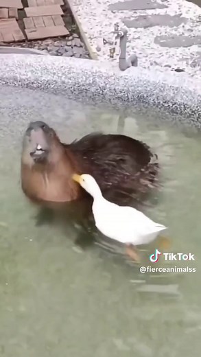 Funny Capybara Compilation