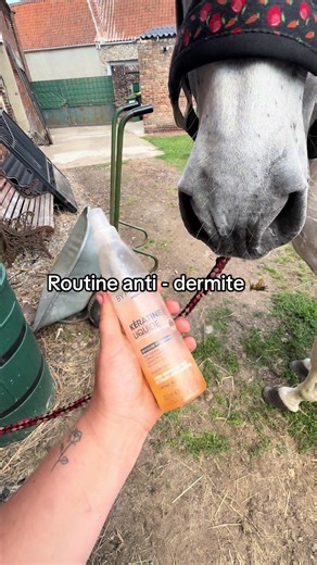 Routine anti-dermite pour chevaux et poneys