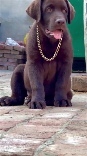 Labrador Retriever Fun Facts and Care Tips