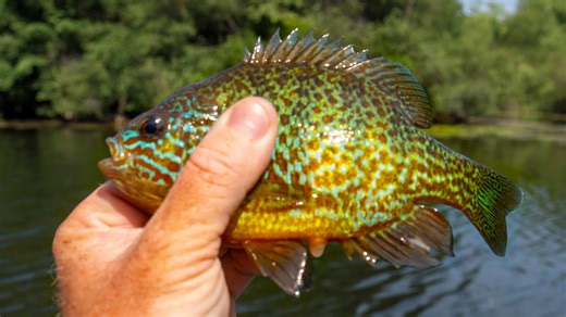 This Is How To Catch And Fry Bluegill Sunfish Celiac Safe