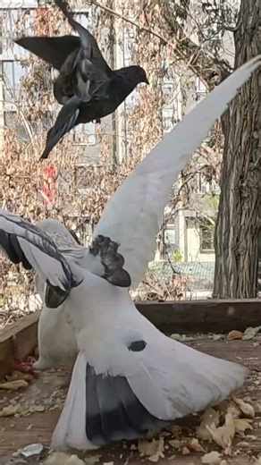 White Pigeon Challenges the Gray Pigeon 🐦 City Bird Moment