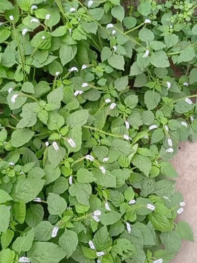 Natural Ways to Boost Libido in Women