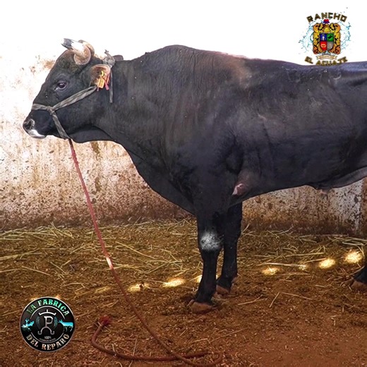 CONFIRMADO UN TORO INVICTO para LA FINAL DEL REY DE MEXICO ✅ 🔥 EL NIÑO DE LAS PIÑATAS 🐂 ADEMAS encabezando la lista llega el rey de la casa: ¡EL G63 EL TORO DEL MILLÓN! 💎💵 Enfrente tienen a guerreros que vienen con ganas de triunfo: Ráfaga de Colima, Fantasma de Ocoyoacac, Borrego de Coatlán, Barbi de la Costa y Tejoncito de Pedernales. ¡Va a ser un agarrón de pronóstico reservado! 🚫 ¿ESTÁS LEJOS? ¡NO HAY PRETEXTO! 🚫 Si no puedes llegar, míralo en vivo y en alta definición por jaripeosenvi