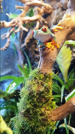 Red eyed tree frog Paludarium