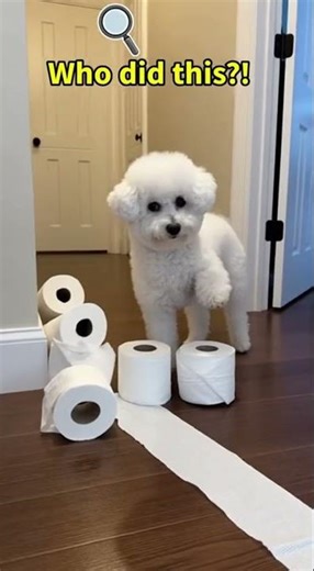 Funny Dogs Reactions You Can’t Watch Just Once 🐶😂 Super Shareable Moments #funnydog #funnydogvideos