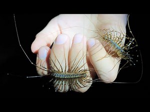 House centipedes, but far larger