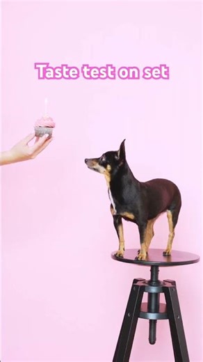 Miniature Pinscher 🧁 Small Dog, Big Energy #shorts