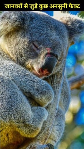 The world's laziest animal #secrets_of_the_earth #facts #amazingfact #dhartikerahasya #animals