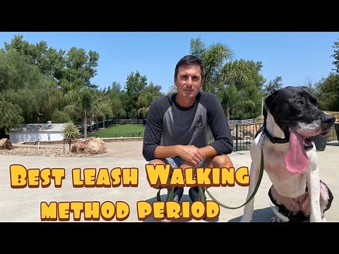 Fastest loose leash walking method// Guaranteed