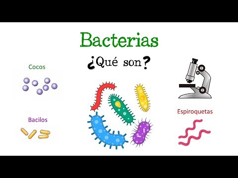 🦠 ¿Qué son las Bacterias? 🦠 [Fácil y Rápido] | BIOLOGÍA |