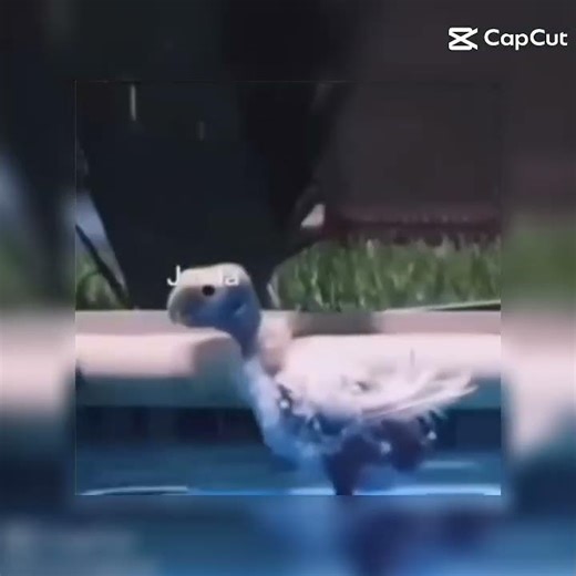 #memes #funny #bird #helpmemakethismakesense