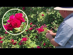 Climbing Rose Masterclass - Tess of the d’Urbervilles / Fragrance, Proven Performance & Expert Tips