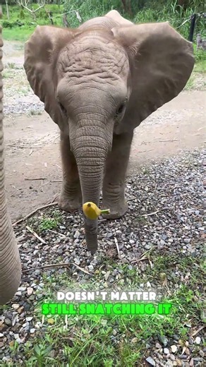 🐘🍌😂💪Banana snatching chaos! Nicole’s “Banana Defense Battle” begins! #FunnyAnimals #ElephantLife