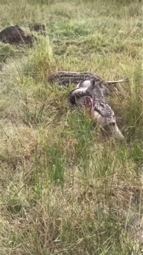 coyote seizes an antelope carcass wrapped in a python
