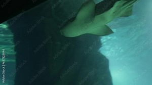 The zebra shark is the only species in the zebra shark family