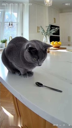 Kitchen Inspection – Cat.
