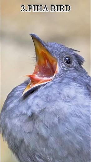 The most scary bird sounds in the world Part 2 😨#shorts#facts##birdfacts#malayalam