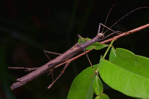 New Species Discovered in Queensland, Including a Rare Giant Stick Insect