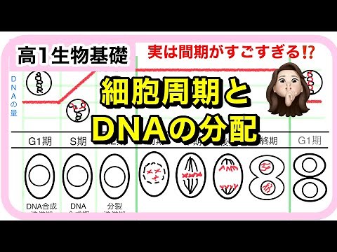 【生物基礎】細胞周期とDNAの分配