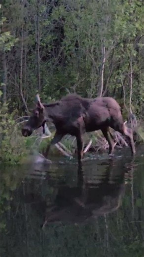 Giant Moose Spotted Taking a Dip in Mountain Lake!