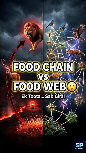 Food Chain vs Food Web 😮 | Ek Toota Toh Sab Gir Jaata Hai! #shorts #Biology #neet #evs #FoodChain