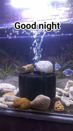 So Relaxing Fish Moment 🐟✨ | Aquarium Vibes night sleep time
