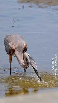 Great blue heron exhibits incredible patience hunting & devouring prey!