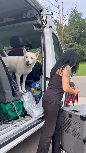 Thinking about adoption? We are here to help! Apply to adopt today at www.huskyhalfwayhouse.org/adopt #adoptme #huskyrescue #tilltheyallhavehomes | Husky Halfway House