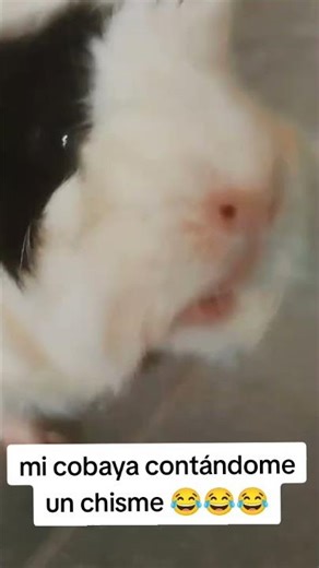 Mi cobaya/cuyes contándome un chisme 👀😂