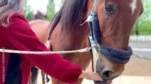 Video of a woman grooming her horse outdoors with a brush Stock Video
