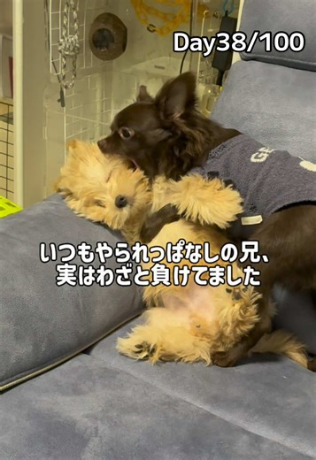 優しすぎる兄の教育的指導の瞬間