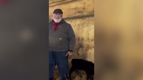 Rare Quadruplet Calves Born