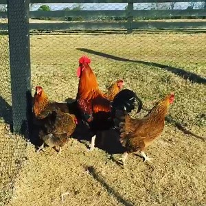 Welsummers are a favorite, the hens lay a beautiful dark brown egg. The rooster looks like the Kellogg's Corn Flake rooster! | Chicken Chat