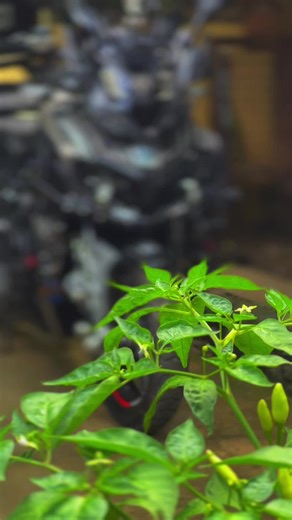 Modifikasi Honda ADV 150: Memukau dengan Megatron