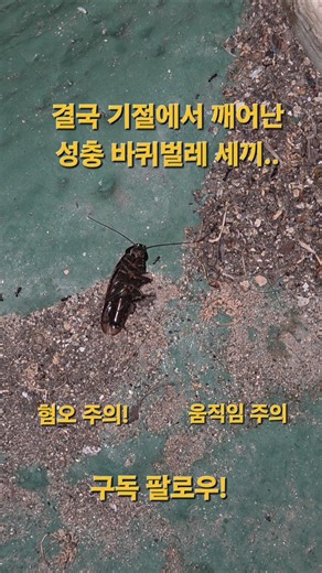 결국 기절에서 깨어난 성충 바퀴벌레 새끼.. #ants #개미 #바퀴벌레