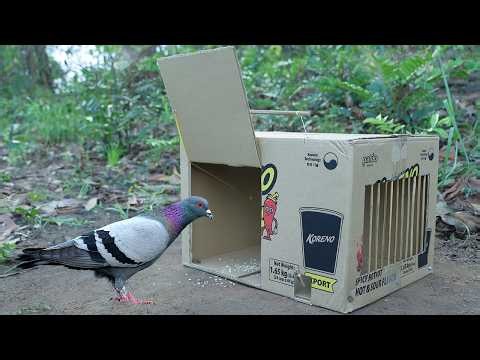 Easy Simple Pigeon Trap Using Cardboard Box - DIY Quick Bird Trap
