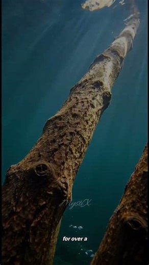 Why Are There Trees Growing Underwater?