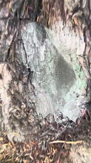 San Diego Bee Rescue: Thousands of Bees Relocated from Tree! 🐝 (Barrio Logan) - MJC Live Bee Removal