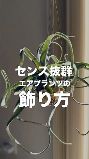 こんな使い方があったとは…！エアプランツの飾り方