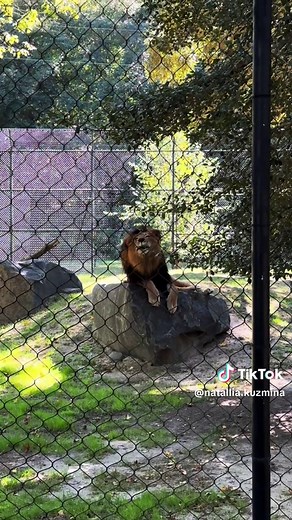 Lion’s roar 🦁 #gorgeous #lion #king #roar #zoo #animals #nature #nj