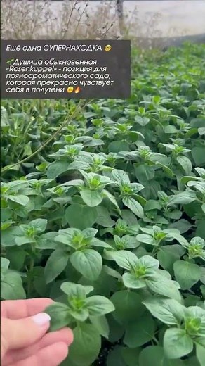Душица обыкновенная «Rosenkuppel» 🙃🔥