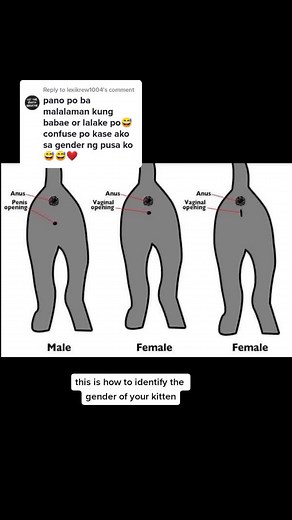 How to Identify the Gender of Your Kitten - Tips and Tricks