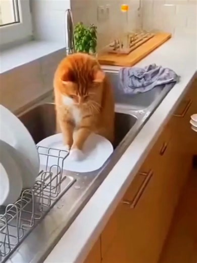 😆cat in kitchen #viral #shorts #cat #funny#catvideos#fyp